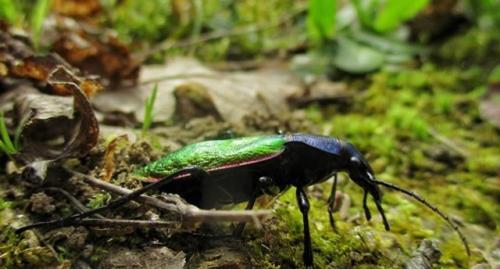 Carabus hispanus